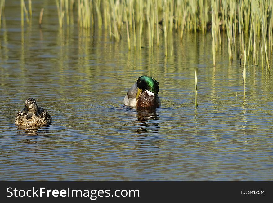 A pair of mallards found each other in the springtime. Northwestern part of The Netherlands. A pair of mallards found each other in the springtime. Northwestern part of The Netherlands.