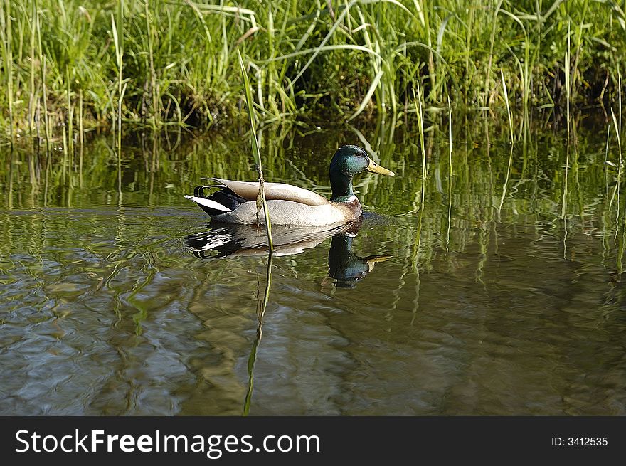 A mallard is swimming untroubled in calm waters during springtime. Northwestern part of The Netherlands. A mallard is swimming untroubled in calm waters during springtime. Northwestern part of The Netherlands.