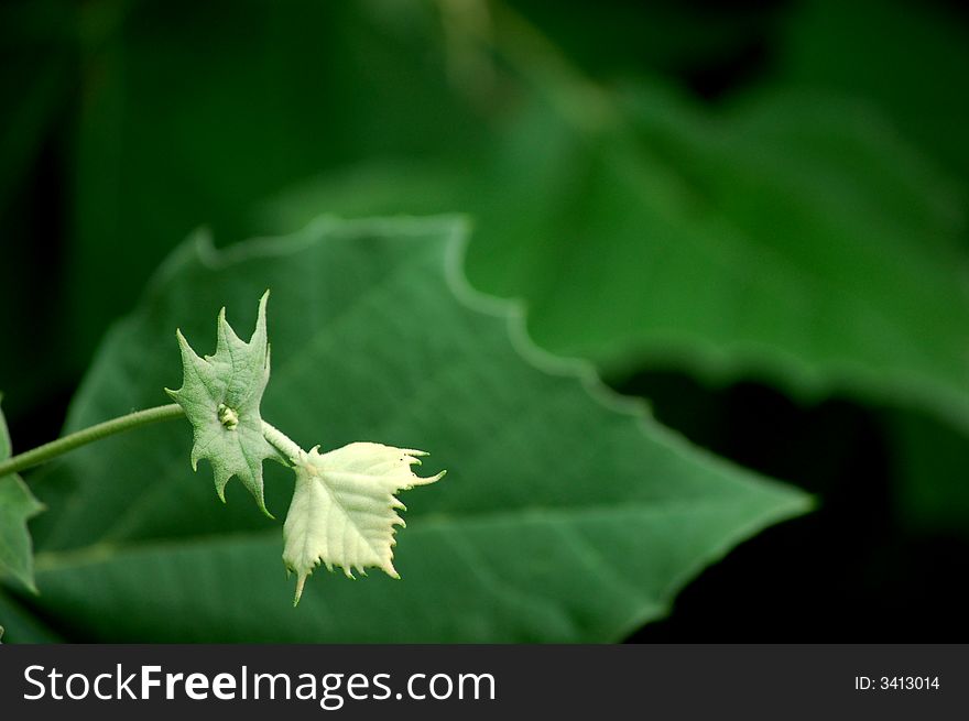 Leaves in the spring with blurred background. Leaves in the spring with blurred background