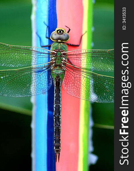 Green Darner with a white-sided tail clinging to a colorful rainbow candle. Green Darner with a white-sided tail clinging to a colorful rainbow candle.