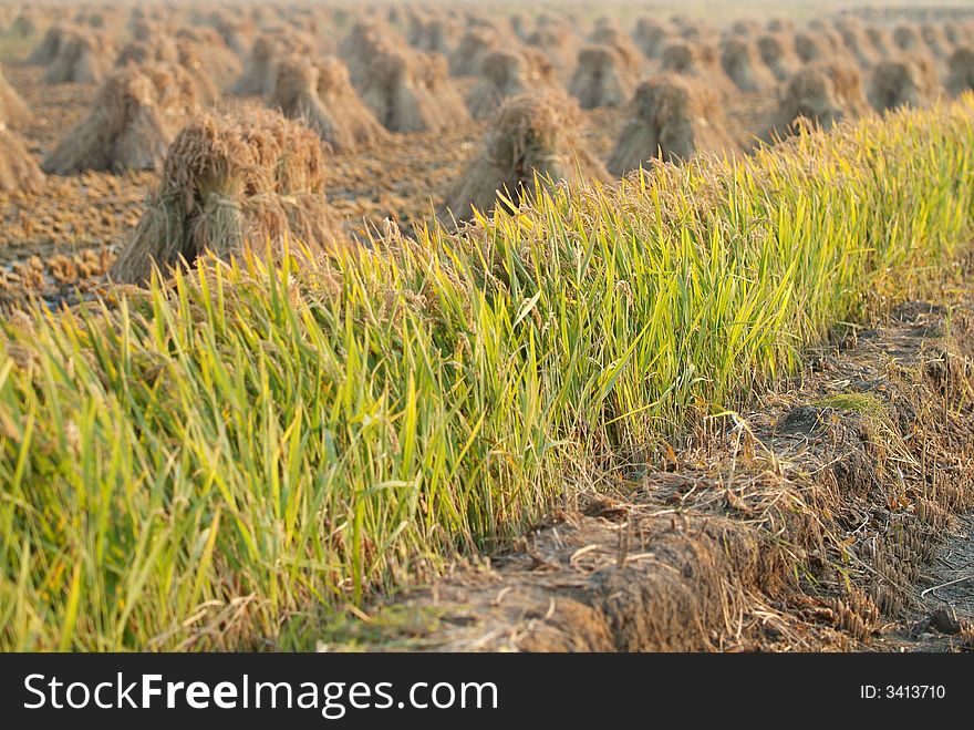 A only ridge of rice is ready to be cut. A only ridge of rice is ready to be cut.