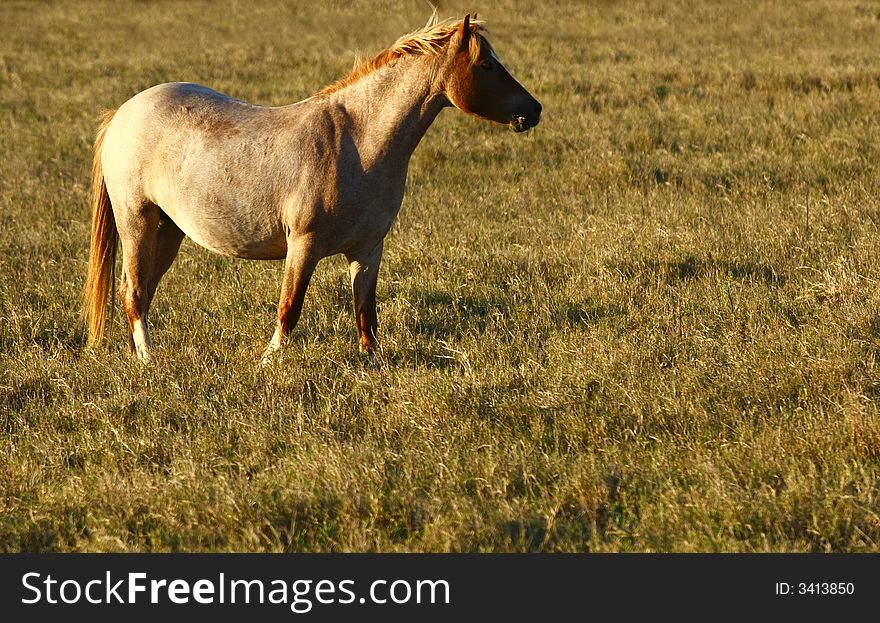 Horse in the evening sun