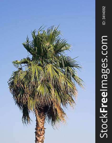 Tropical palm tree on a background of the  blue sky
