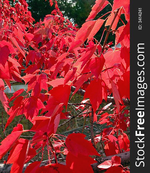 Bright red maple leaves viewed outward from near tree trunk. Bright red maple leaves viewed outward from near tree trunk