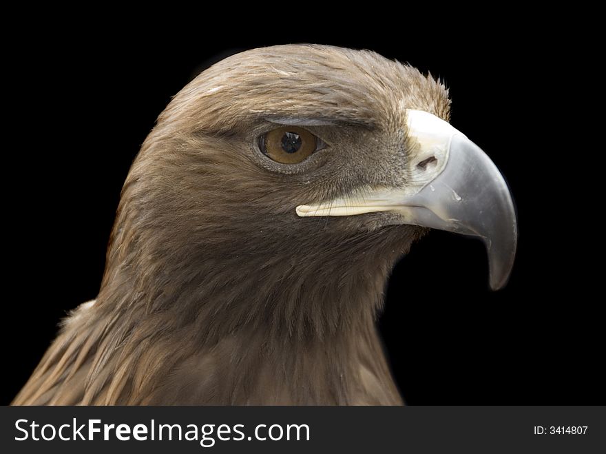 Eagle on the black background