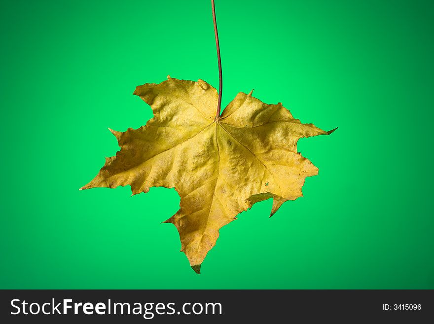 Autumn maple leaf on green background