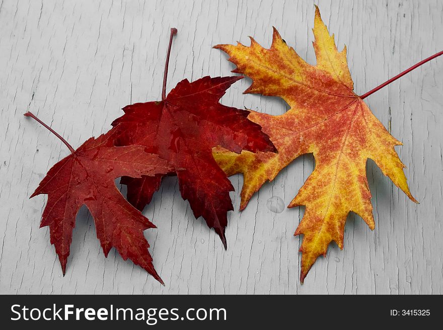 Three maple leaves, red and orange after rain. Autumn detail. Three maple leaves, red and orange after rain. Autumn detail