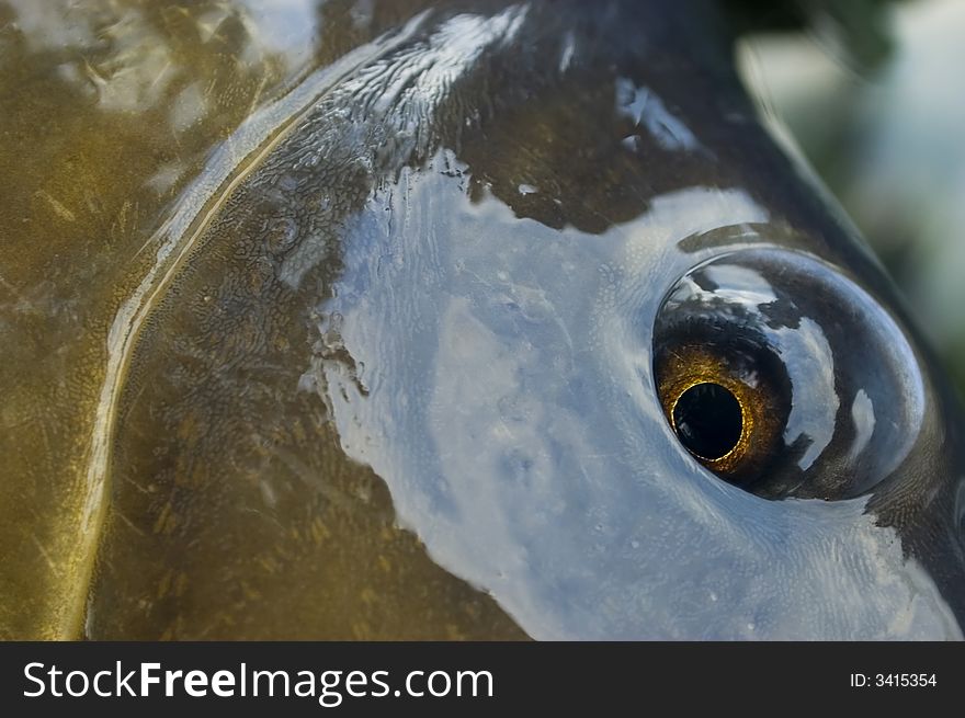 Carp Eye Detail