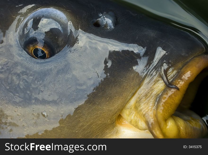 A close-up of eye and mouth of a carp. Gold sight. A close-up of eye and mouth of a carp. Gold sight