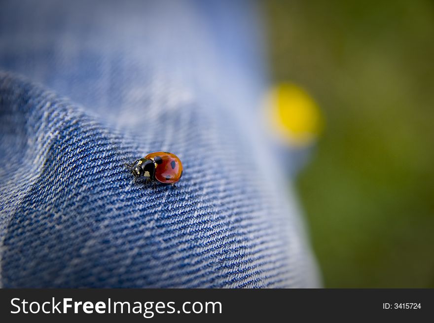 Walking lady bug on a blue jeans. Walking lady bug on a blue jeans