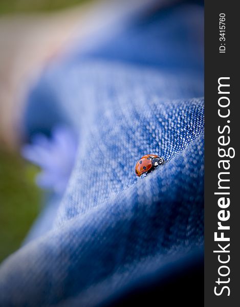 Walking lady bug on a blue jeans. Walking lady bug on a blue jeans