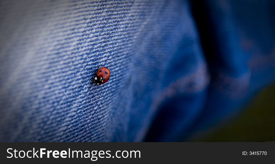 Walking lady bug on a blue jeans. Walking lady bug on a blue jeans