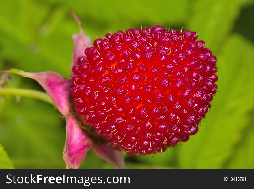 Red berry on green leaves