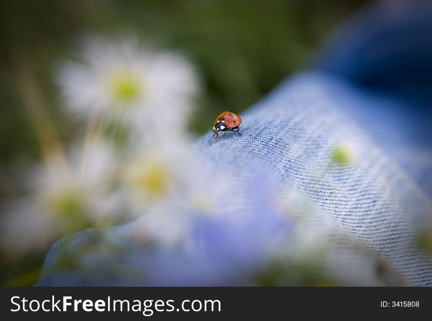 Walking lady bug on a blue jeans. Walking lady bug on a blue jeans