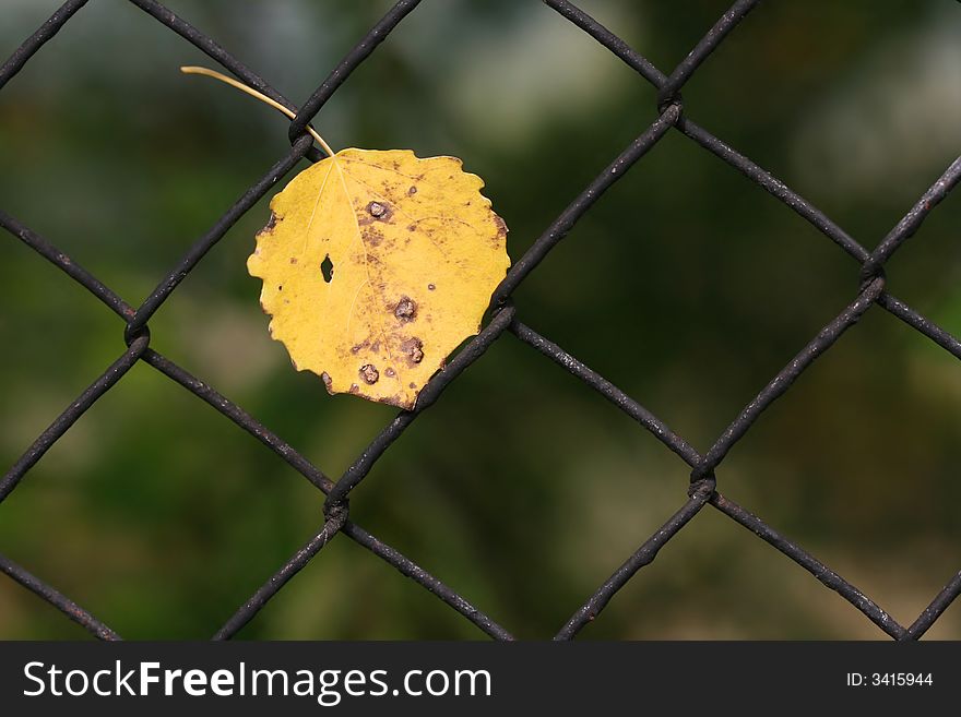 Yellow aspen leaf hanging on fencing. Yellow aspen leaf hanging on fencing