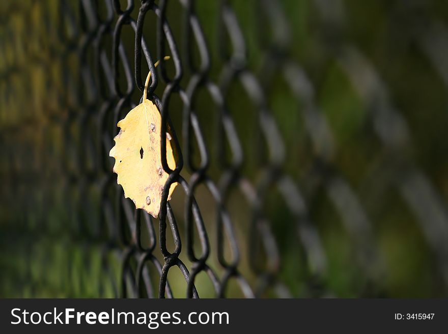 Yellow aspen leaf hanging on fencing. Yellow aspen leaf hanging on fencing