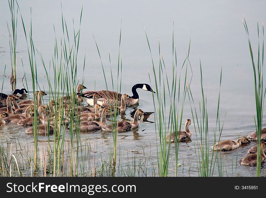 Shot in spring of mother goose with babies. Shot in spring of mother goose with babies.