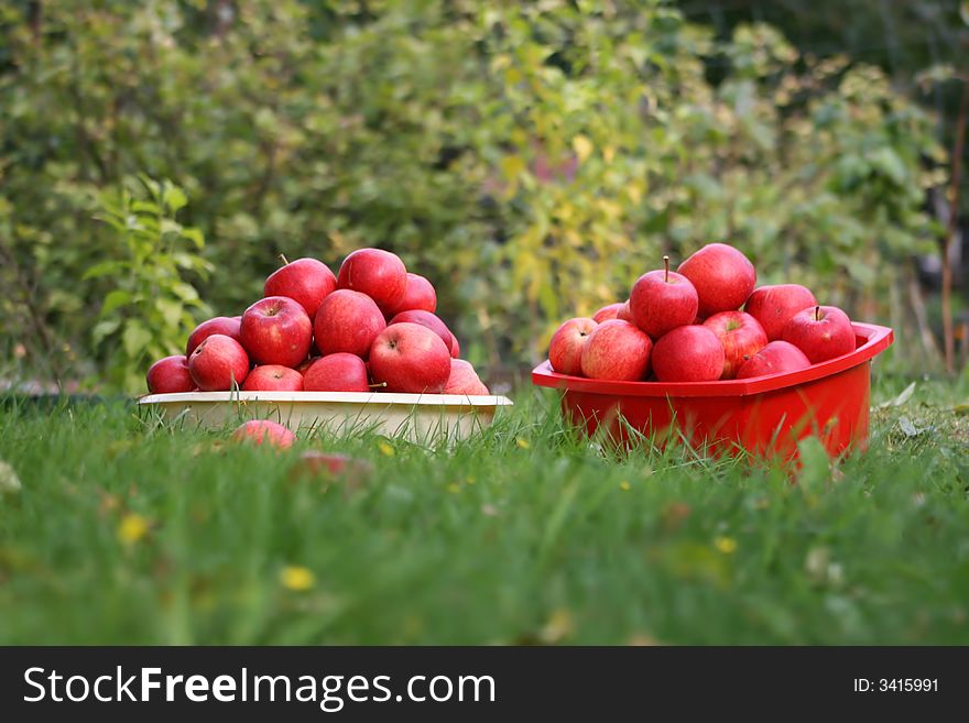 Pans with red apples in the garden. Pans with red apples in the garden