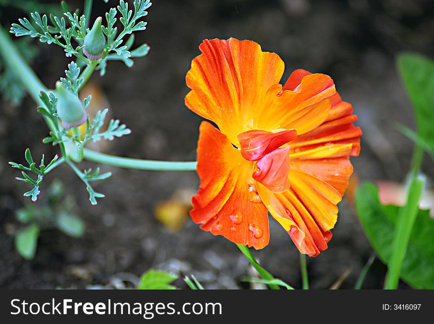 Californian Poppy, Escholzia in Latin, photo made in Russia, Ostrov city, countryside