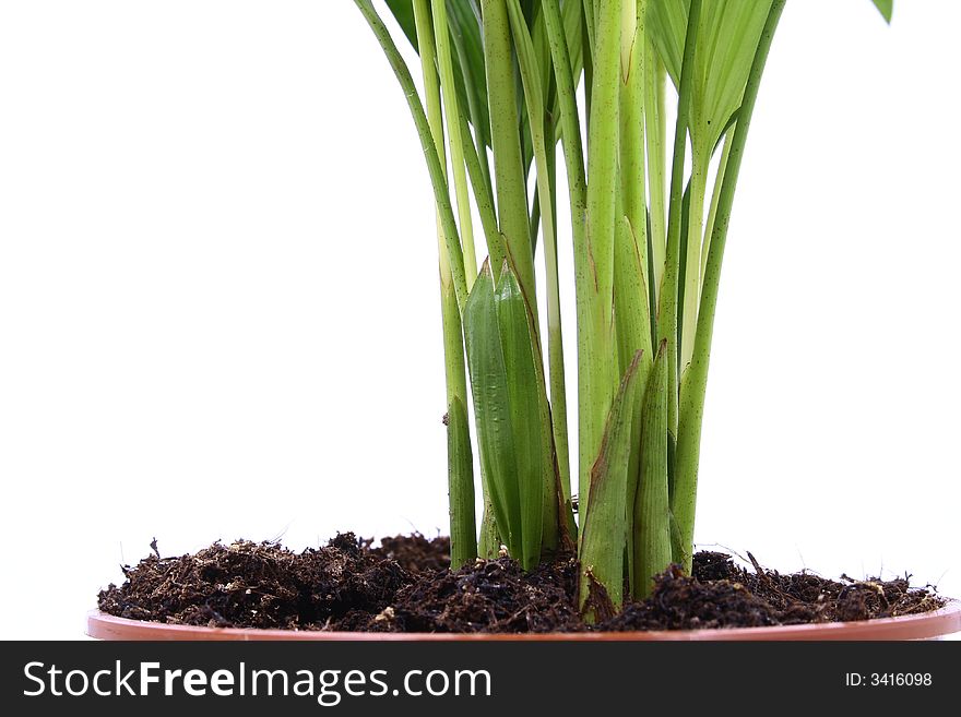 Home plant in flowerpot. Isolate on white.