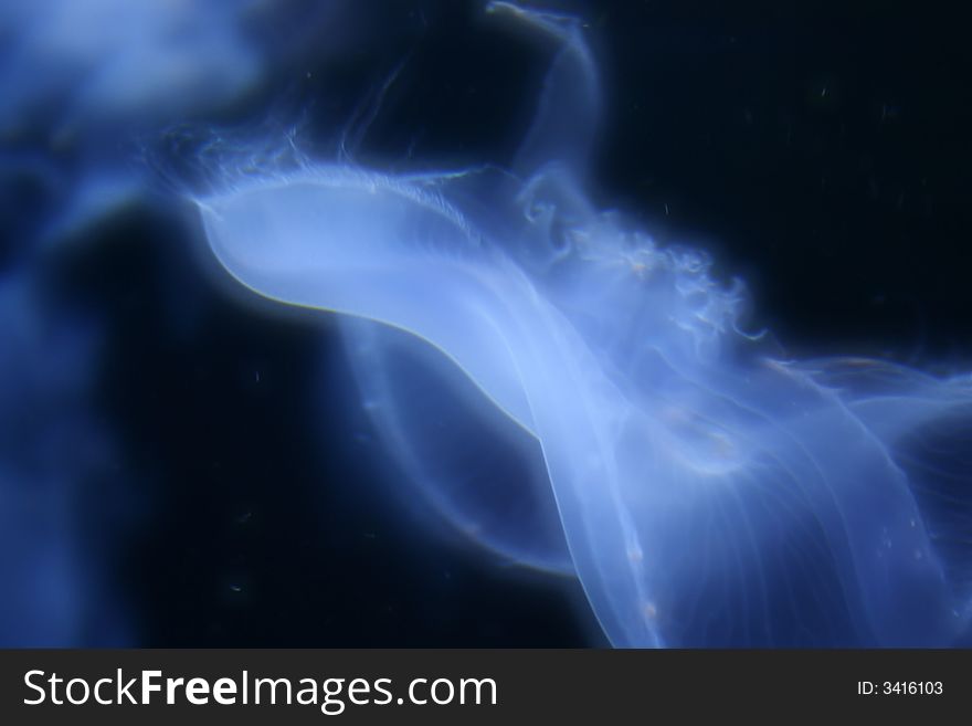 Photo shot of a jelly fish