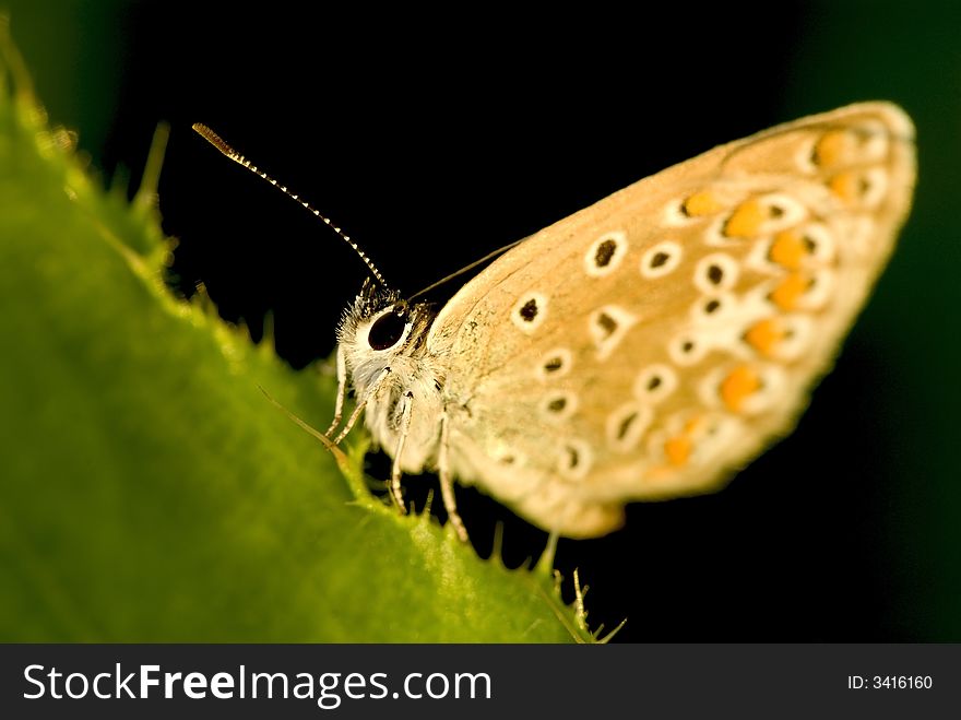 Siting butterfly on the black background