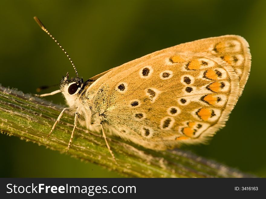 Siting butterfly on the green background