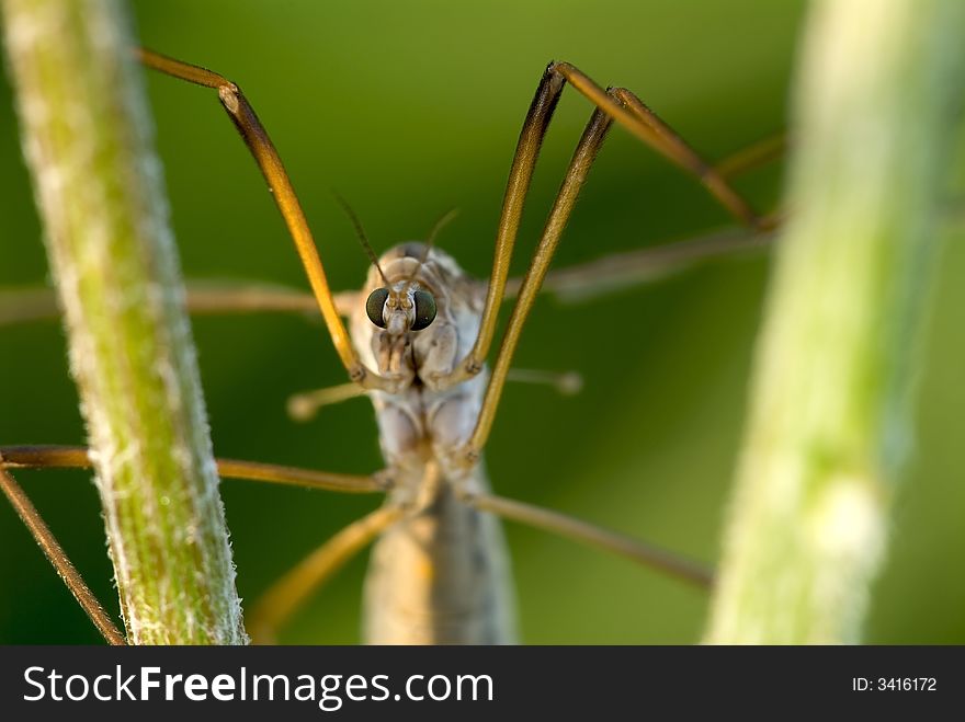 Detail of the crane-fly. Detail of the crane-fly