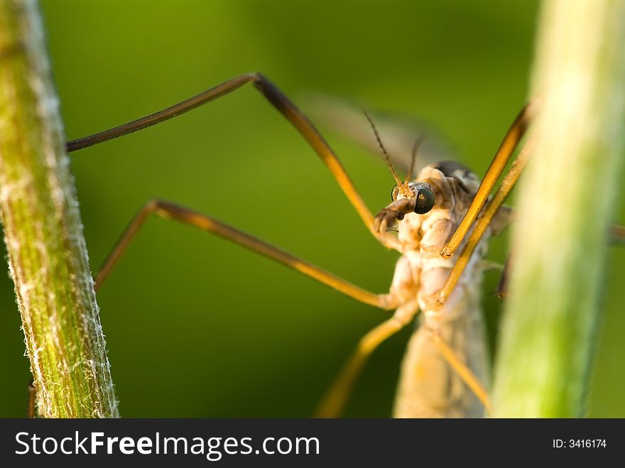 Detail of the crane-fly. Detail of the crane-fly