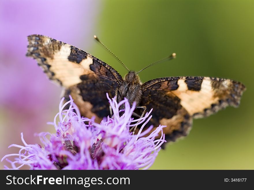 Peacock Butterfly