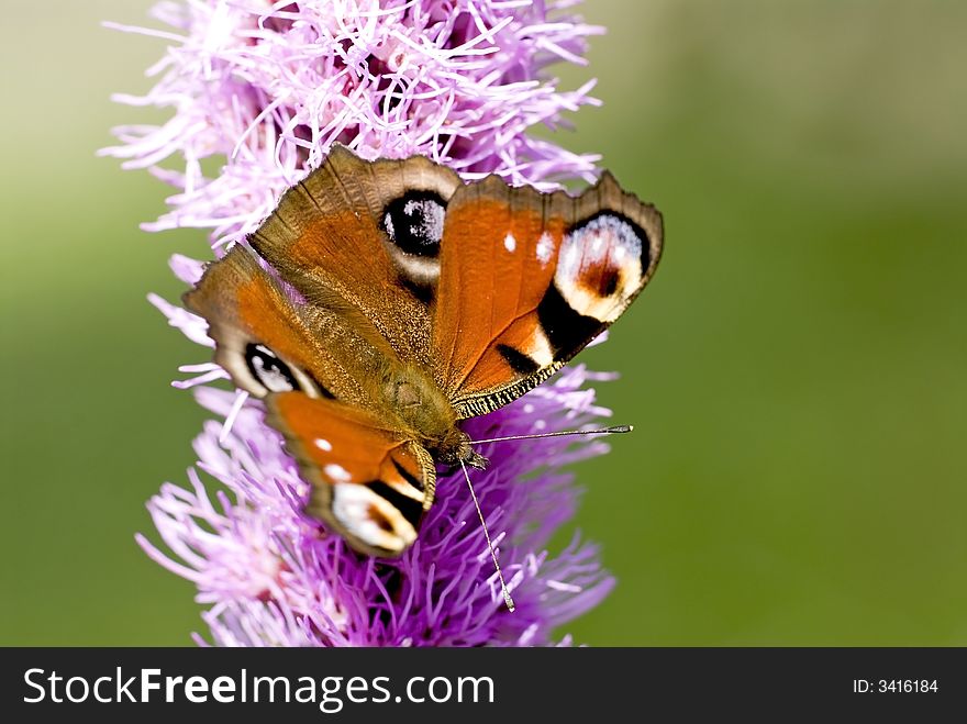 Peacock butterfly on a violet flover