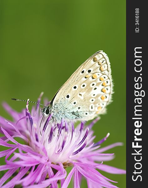 Siting butterfly on the green background