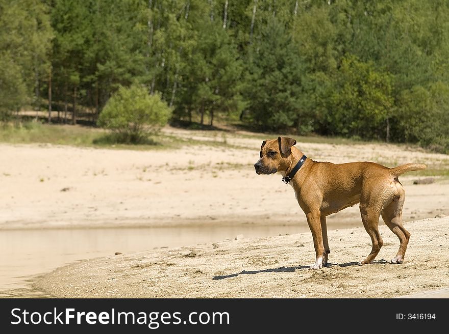 Dog on the sandy beach