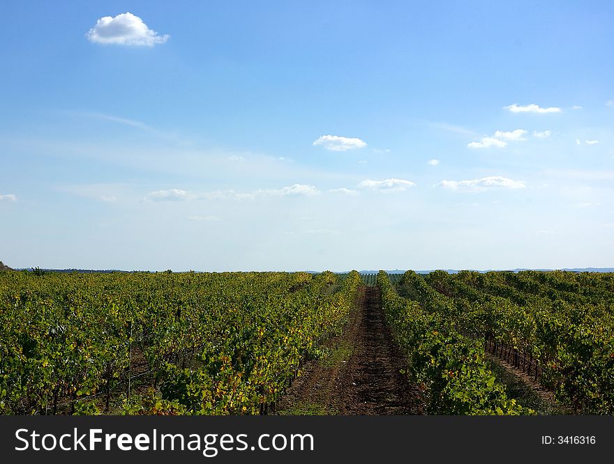 Autumn  vines in the vineyards at Portugal