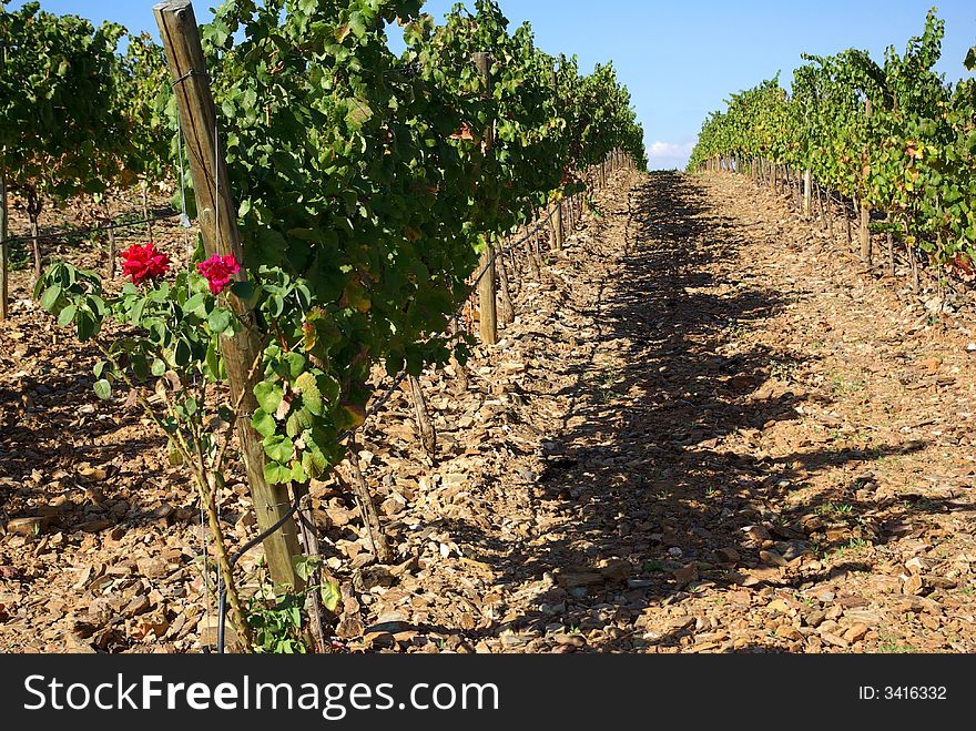 Vineyards at Portugal