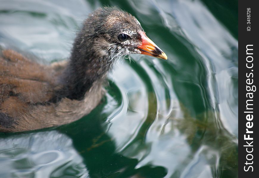 Young moorhen in clear water. Young moorhen in clear water