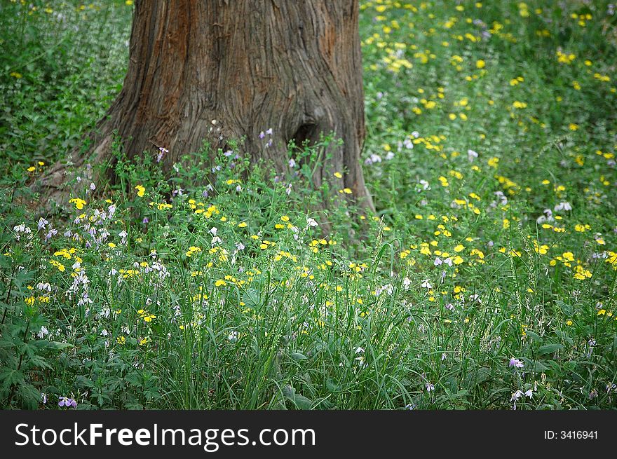 Wild flowers surrounds an old tree in spring. Wild flowers surrounds an old tree in spring.