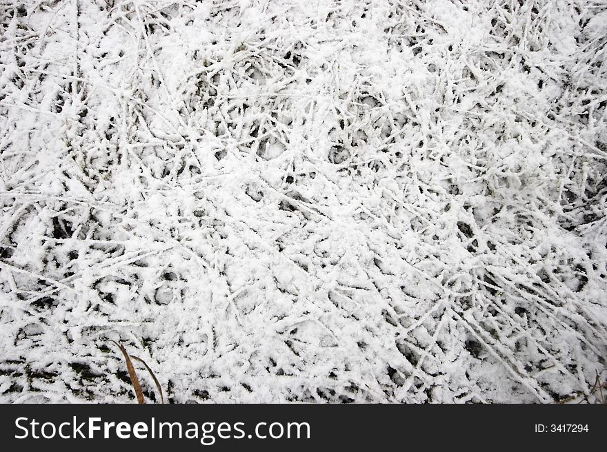 Grass under snow (first snow)