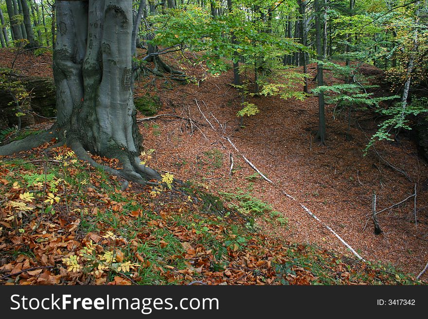Beech stem in wild autumn forest