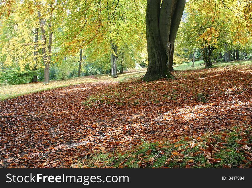 Beech tree in autumn park