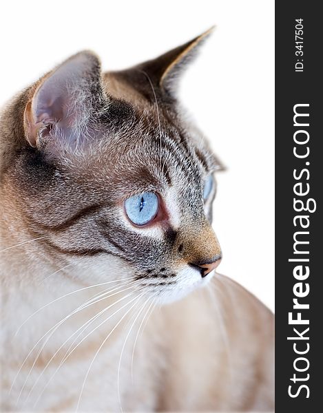 Cat staring with blue eyes isolated on white and shallow depth of field