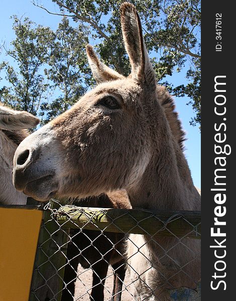 A grey pet donkey at a petting zoo . A grey pet donkey at a petting zoo