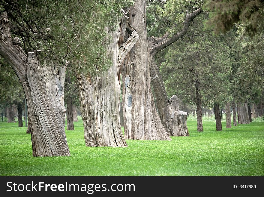 Old cypress trees of several hundred years in grass field in the temple of heaven park, Beijing. Old cypress trees of several hundred years in grass field in the temple of heaven park, Beijing.