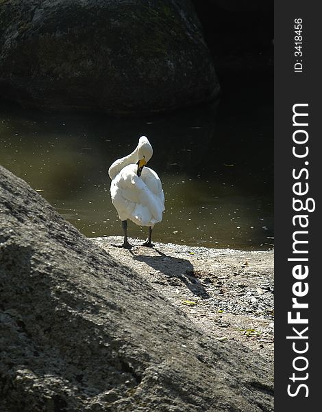 White swan on a background of a stone