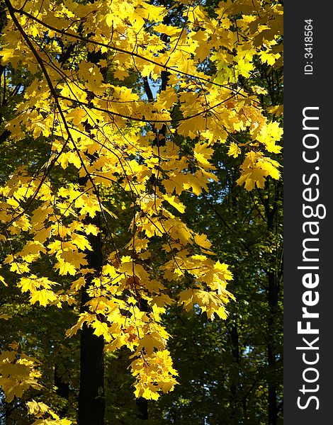 Tree in  autumn on a background of a wood