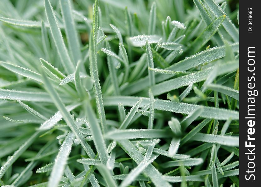 Grass blades covered with morning dew drops. Grass blades covered with morning dew drops.