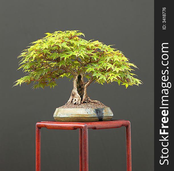 Japanese maple, Acer palmatum, 18 cm high. Japanese maple, Acer palmatum, 18 cm high