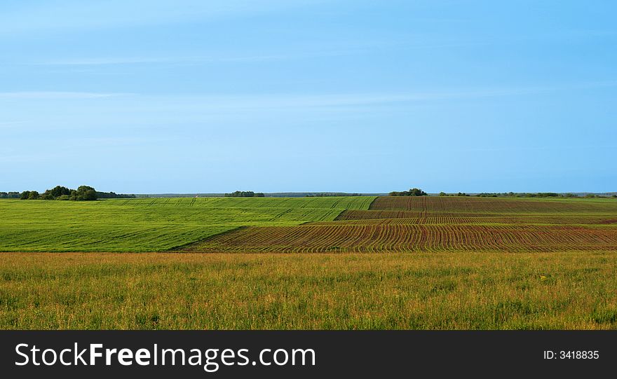 The Rural landscape. Hills with seedling of the corn. The Rural landscape. Hills with seedling of the corn.