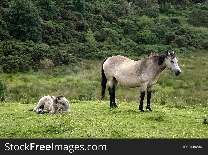 Horse and colt in Ireland