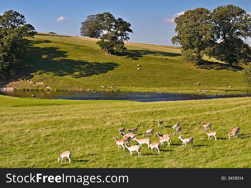 Fallow deer in Dallam Park